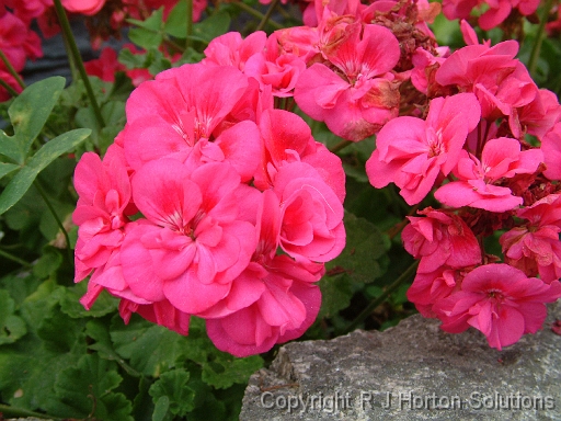 Geranium Pink_1